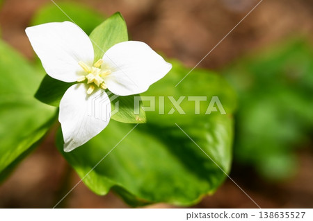 White Trillium 138635527