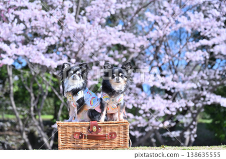 櫻花盛開，兩隻友善的吉娃娃犬－春日美景 138635555