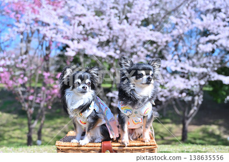 櫻花盛開，兩隻友善的吉娃娃犬－春日美景 138635556