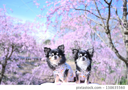 櫻花盛開,兩隻友善的吉娃娃犬-春日美景 櫻花盛開,兩隻友善的吉娃娃犬-春日美景 138635560