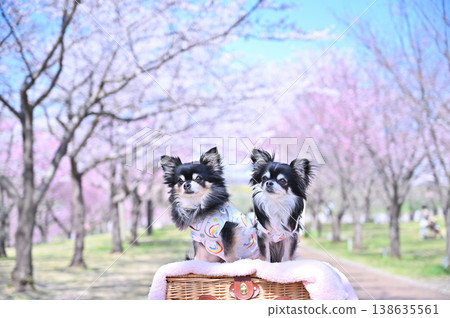 Cherry blossoms in full bloom and two friendly Chihuahuas - a spring scene Cherry blossoms in full bloom and two friendly Chihuahuas - a spring scene 138635561