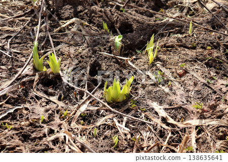 Iris seedlings push through dry grass in a flowerbed in a spring garden Iris seedlings push through dry grass in a flowerbed in a spring garden 138635641