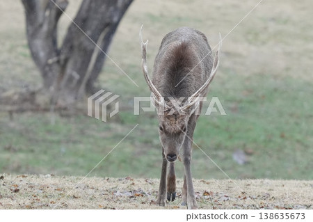 Male of Ezoshika Male of Ezoshika 138635673