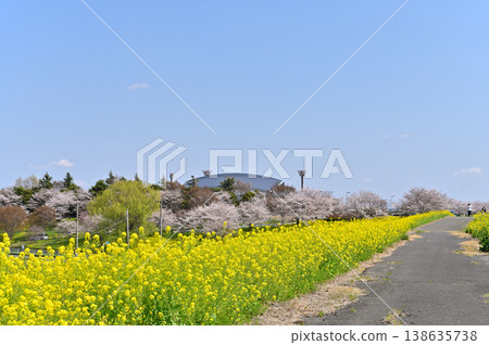 Saitama Prefecture, Konosu City, Cosmos Arena Fukiage: Spring scenery 138635738