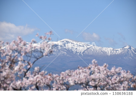 Cherry blossoms and snowy mountains 138636188