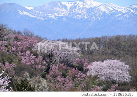 櫻花和雪山 138636193