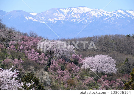 櫻花和雪山 櫻花和雪山 138636194