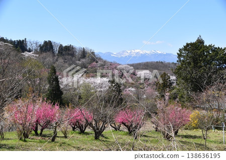 櫻花和雪山 櫻花和雪山 138636195