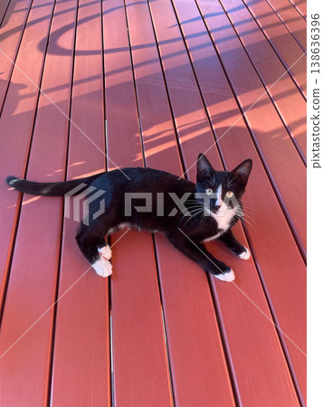 Cute black and white kitten portrait lying on a wooden floor outdoors. 138636396