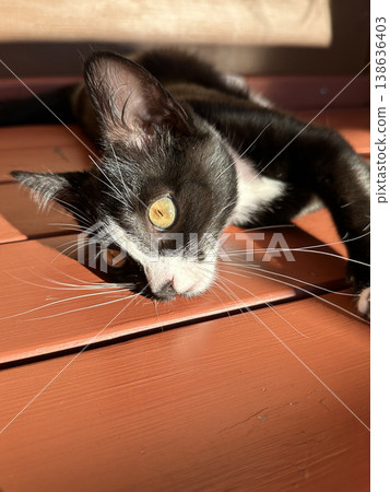 Cute black and white kitten portrait lying on a wooden floor outdoors. 138636403