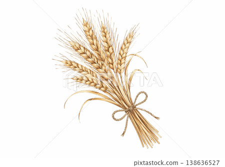 Illustration of the ear of wheat 138636527