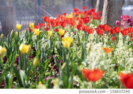 Tulips Watered in Sunlight. Fresh Spring Flowers with Water Drops Tulips Watered in Sunlight. Fresh Spring Flowers with Water Drops 138637240