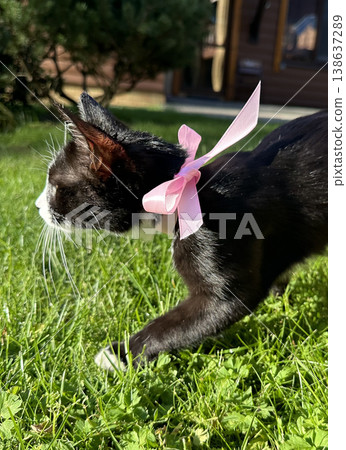 Cute black and white kitten portrait with pink bow outdoors. 138637289