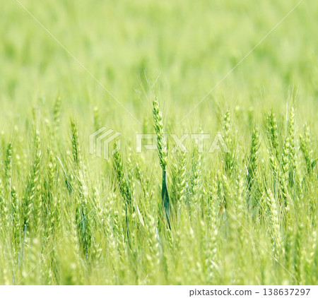 A scene of green wheat fields swaying in the wind on a hillside in Biei, Hokkaido, in early summer. A scene of green wheat fields swaying in the wind on a hillside in Biei, Hokkaido, in early summer. 138637297