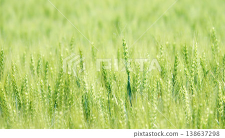 初夏時節，北海道美瑛市山坡上，綠油的麥田隨風搖曳。 138637298