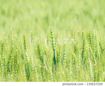 A scene of green wheat fields swaying in the wind on a hillside in Biei, Hokkaido, in early summer. 138637299