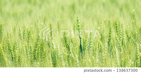 A scene of green wheat fields swaying in the wind on a hillside in Biei, Hokkaido, in early summer. A scene of green wheat fields swaying in the wind on a hillside in Biei, Hokkaido, in early summer. 138637300
