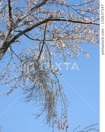 女巫掃帚病（一種導致植物枝葉異常密集生長的疾病）：受感染的枝條會斷裂。 138637347