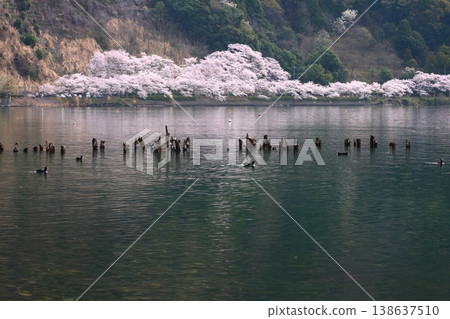 ◇海津大崎櫻花 / 日本百大賞櫻勝地之一,琵琶湖八景之一(滋賀縣高島市牧野町海津) ◇海津大崎櫻花 / 日本百大賞櫻勝地之一,琵琶湖八景之一(滋賀縣高島市牧野町海津) 138637510