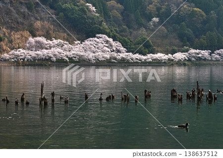 ◇海津大崎櫻花 / 日本百大賞櫻勝地之一，琵琶湖八景之一（滋賀縣高島市牧野町海津） 138637512