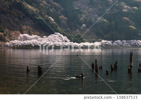 ◇海津大崎櫻花 / 日本百大賞櫻勝地之一,琵琶湖八景之一(滋賀縣高島市牧野町海津) ◇海津大崎櫻花 / 日本百大賞櫻勝地之一,琵琶湖八景之一(滋賀縣高島市牧野町海津) 138637515