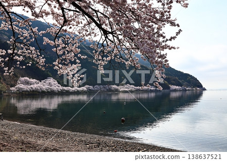 ◇海津大崎櫻花 / 日本百大賞櫻勝地之一,琵琶湖八景之一(滋賀縣高島市牧野町海津) ◇海津大崎櫻花 / 日本百大賞櫻勝地之一,琵琶湖八景之一(滋賀縣高島市牧野町海津) 138637521
