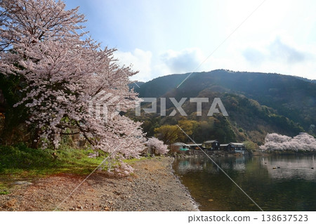 ◇海津大崎櫻花 / 日本百大賞櫻勝地之一，琵琶湖八景之一（滋賀縣高島市牧野町海津） 138637523