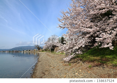 ◇海津大崎櫻花 / 日本百大賞櫻勝地之一，琵琶湖八景之一（滋賀縣高島市牧野町海津） 138637524