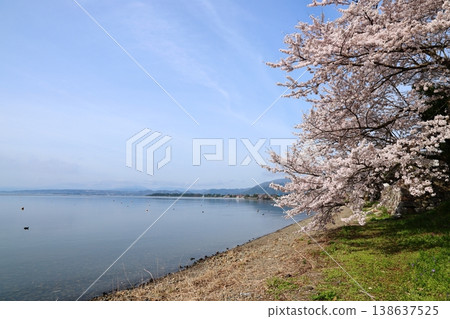 ◇海津大崎櫻花 / 日本百大賞櫻勝地之一，琵琶湖八景之一（滋賀縣高島市牧野町海津） 138637525