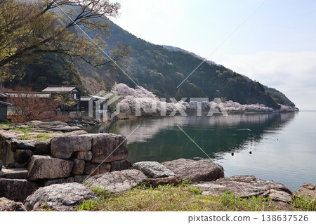◇Kaizu-Osaki Cherry Blossoms / One of Japan's Top 100 Cherry Blossom Viewing Spots and one of the Eight Views of Lake Biwa (Kaizu, Makino-cho, Takashima City, Shiga Prefecture) 138637526