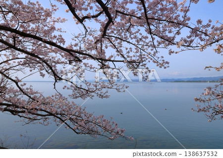 ◇Kaizu-Osaki Cherry Blossoms / One of Japan's Top 100 Cherry Blossom Viewing Spots and one of the Eight Views of Lake Biwa (Kaizu, Makino-cho, Takashima City, Shiga Prefecture) ◇Kaizu-Osaki Cherry Blossoms / One of Japan's Top 100 Cherry Blossom Viewing Spots and one of the Eight Views of Lake Biwa (Kaizu, Makino-cho, Takashima City, Shiga Prefecture) 138637532