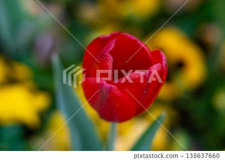 Tulips Close-Up in Soft Light. Spring Floral Background. Tulips Close-Up in Soft Light. Spring Floral Background. 138637660