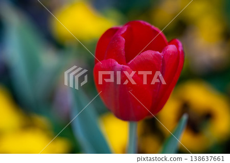 Tulips Close-Up in Soft Light. Spring Floral Background. Tulips Close-Up in Soft Light. Spring Floral Background. 138637661