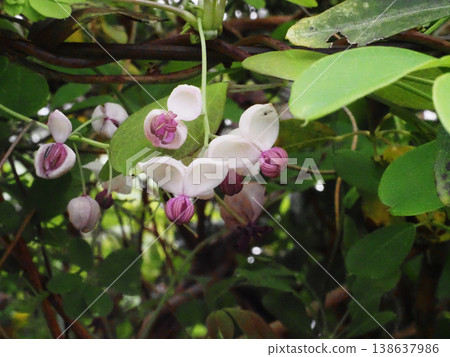 Akebia vine with white and purple flowers (flowers and buds) 138637986