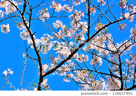 Sakura of Yoyogi Park shining in the blue sky 138637991
