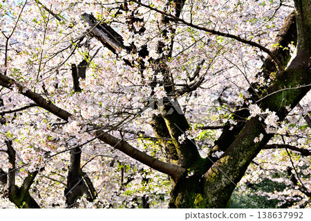 代代木公園的櫻花在蔚藍的天空中閃耀 代代木公園的櫻花在蔚藍的天空中閃耀 138637992