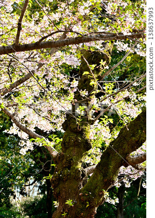 代代木公園的櫻花在蔚藍的天空中閃耀 代代木公園的櫻花在蔚藍的天空中閃耀 138637993