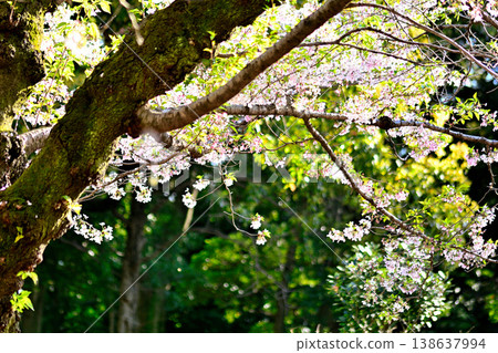 代代木公園的櫻花在蔚藍的天空中閃耀 代代木公園的櫻花在蔚藍的天空中閃耀 138637994