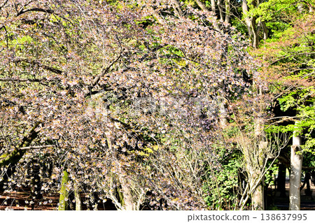 代代木公園的櫻花在蔚藍的天空中閃耀 代代木公園的櫻花在蔚藍的天空中閃耀 138637995