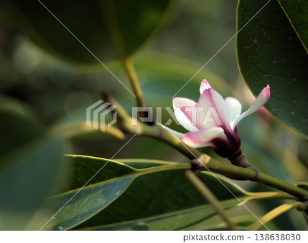 三月盛開的可愛的緒玉花 三月盛開的可愛的緒玉花 138638030
