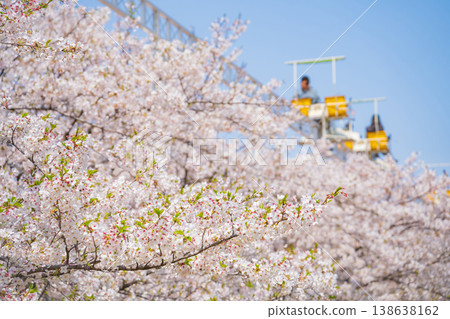 明都兒童樂園戶田川春景:櫻花盛開與自行車單軌列車(愛知縣名古屋市) 明都兒童樂園戶田川春景:櫻花盛開與自行車單軌列車(愛知縣名古屋市) 138638162