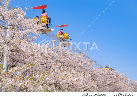 Meito Children's Land Todagawa in Spring: Cherry Blossoms in Full Bloom and the Cycle Monorail (Nagoya City, Aichi Prefecture) 138638163