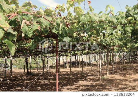 Yamanashi Prefecture, the land of grapes Yamanashi Prefecture, the land of grapes 138638204