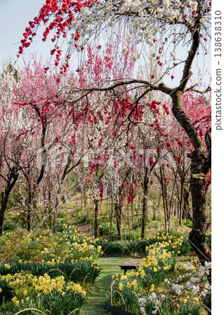 花森天神山庭園2的春景 花森天神山庭園2的春景 138638310