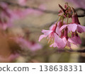 The beautiful pink cherry blossoms of "Okame" bloomed in sunny March. 138638331