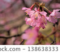 The beautiful pink cherry blossoms of "Okame" bloomed in sunny March. 138638333