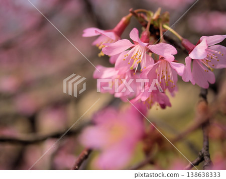 The beautiful pink cherry blossoms of "Okame" bloomed in sunny March. 138638333