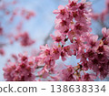 The beautiful pink cherry blossoms of "Okame" bloomed in sunny March. 138638334