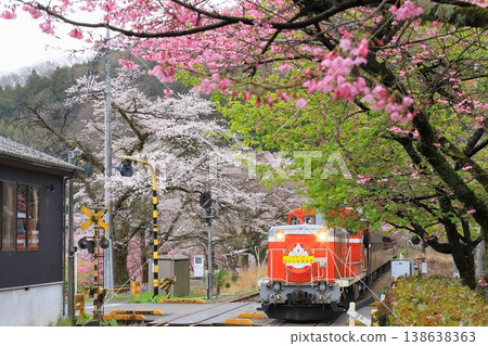 Watarase Keikoku Railway: "The Watarase Keikoku Trolley Train Running Through Cherry Blossoms" Watarase Keikoku Railway: "The Watarase Keikoku Trolley Train Running Through Cherry Blossoms" 138638363