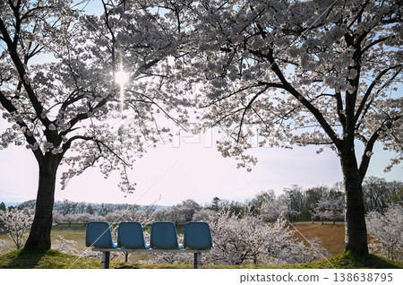 公園景色,櫻花盛開,長椅靜靜佇立。 公園景色,櫻花盛開,長椅靜靜佇立。 138638795